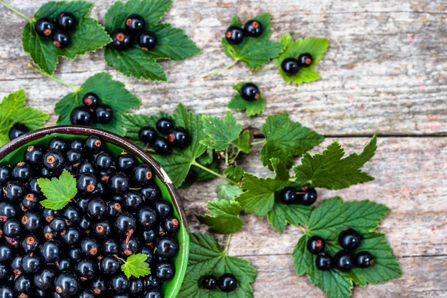 Comment faire un sorbet au cassis maison ?